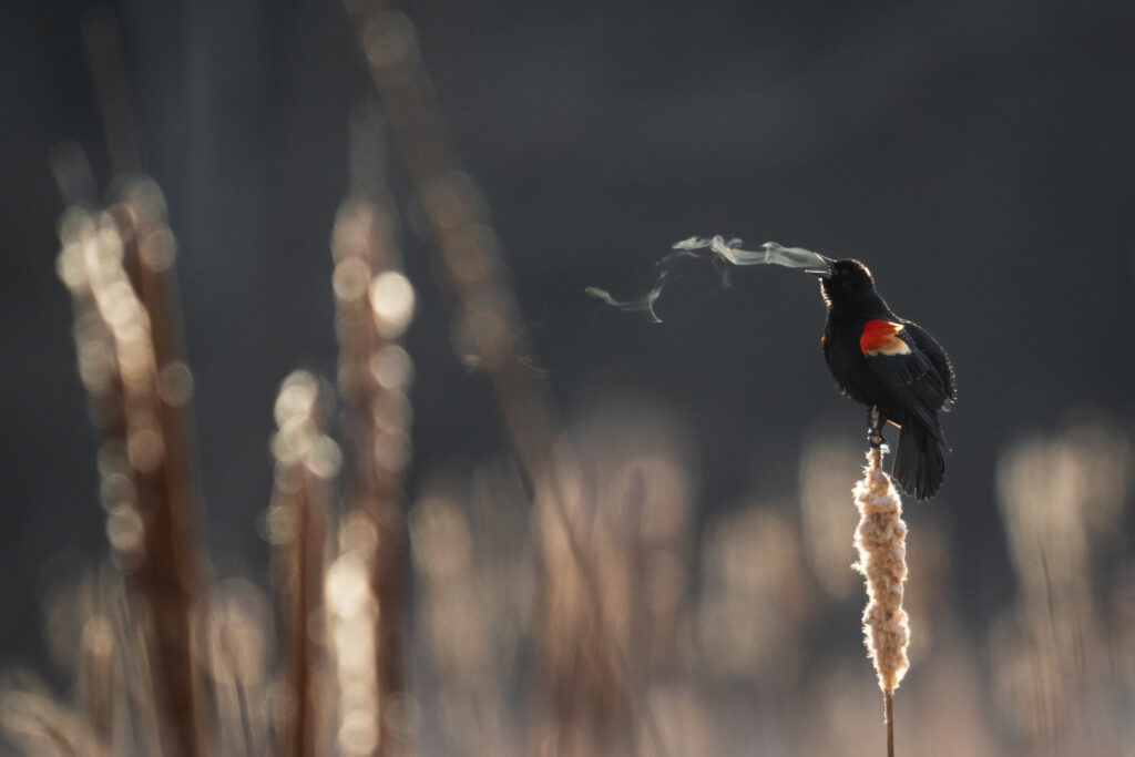 A red-winged blackbird perched on a cattail, exhaling visible breath into the crisp air at sunrise. Captured by a member of the Sackville Photography Club, this striking wildlife photo showcases the beauty of nature and seasonal change